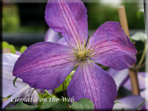 Clematis photograph