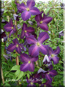 Clematis photograph