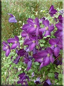 Clematis photograph