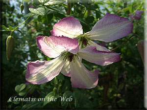 Clematis photograph