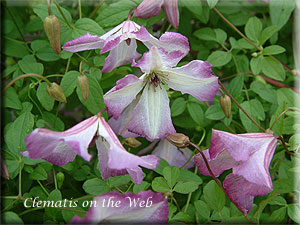 Clematis photograph