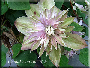 Clematis photograph