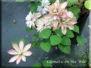 Clematis photograph