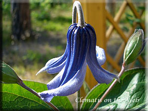 Clematis photograph