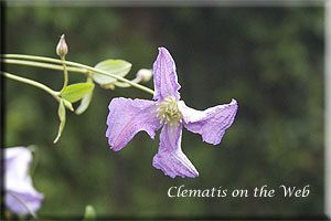 Clematis photograph