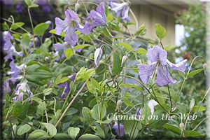 Clematis photograph