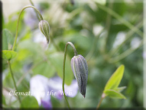 Clematis photograph