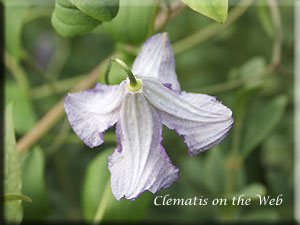 Clematis photograph