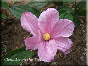 Clematis photograph