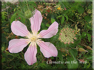 Clematis photograph