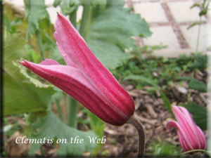 Clematis photograph