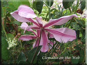 Clematis photograph