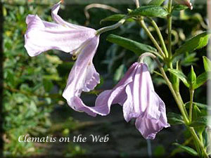 Clematis photograph