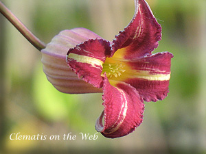 Clematis photograph