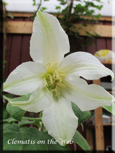 Clematis photograph