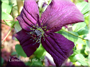 Clematis photograph