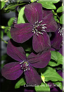 Clematis photograph