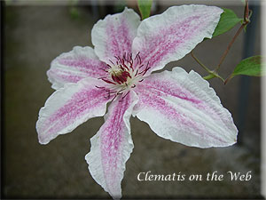 Clematis photograph