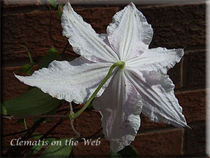 Clematis photograph