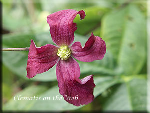 Clematis photograph