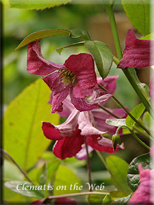 Clematis photograph