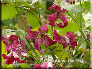 Clematis photograph