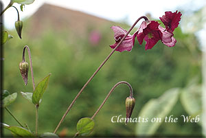 Clematis photograph