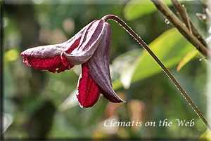 Clematis photograph