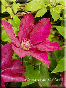 Clematis photograph