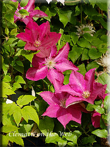 Clematis photograph