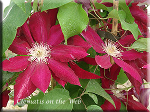 Clematis photograph