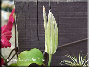 Clematis photograph