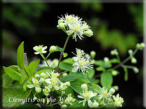 Clematis photograph