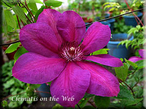 Clematis photograph