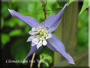 Clematis photograph