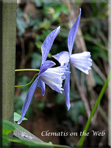 Clematis photograph