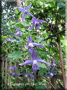 Clematis photograph