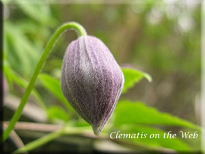 Clematis photograph