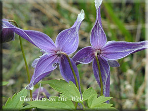 Clematis photograph