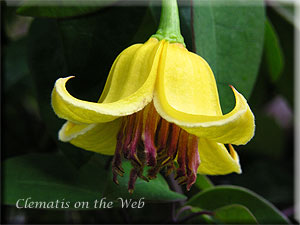 Clematis photograph