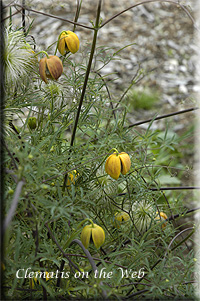 Clematis photograph