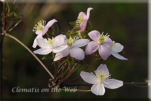 Clematis photograph