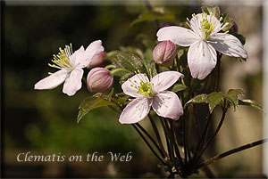 Clematis photograph