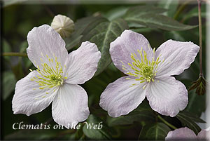 Clematis photograph