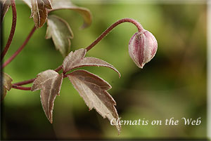 Clematis photograph