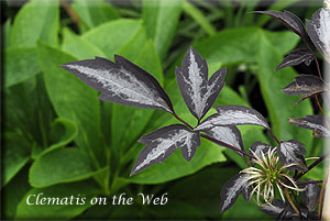 Clematis photograph