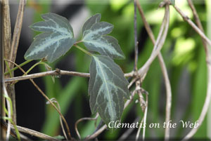 Clematis photograph