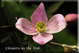 Clematis photograph