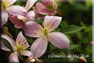 Clematis photograph