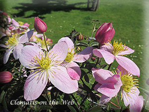 Clematis photograph